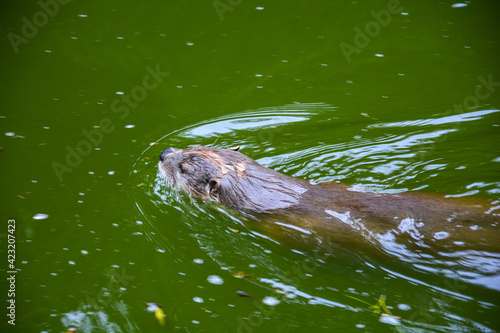 Fischotter schwimmt im Wasser Otter Biber Tierpark Bad Mergentheim, Bayern, Deutschland