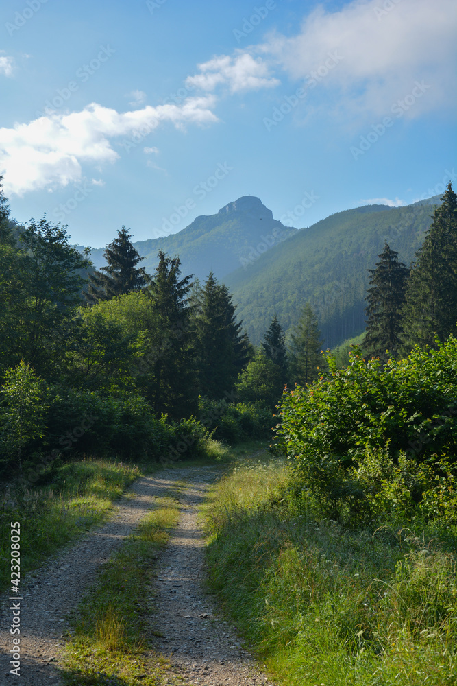 Obraz premium Hiking trail leads the green idyll of nature with meadows and forest towards a mountain, Slovakia