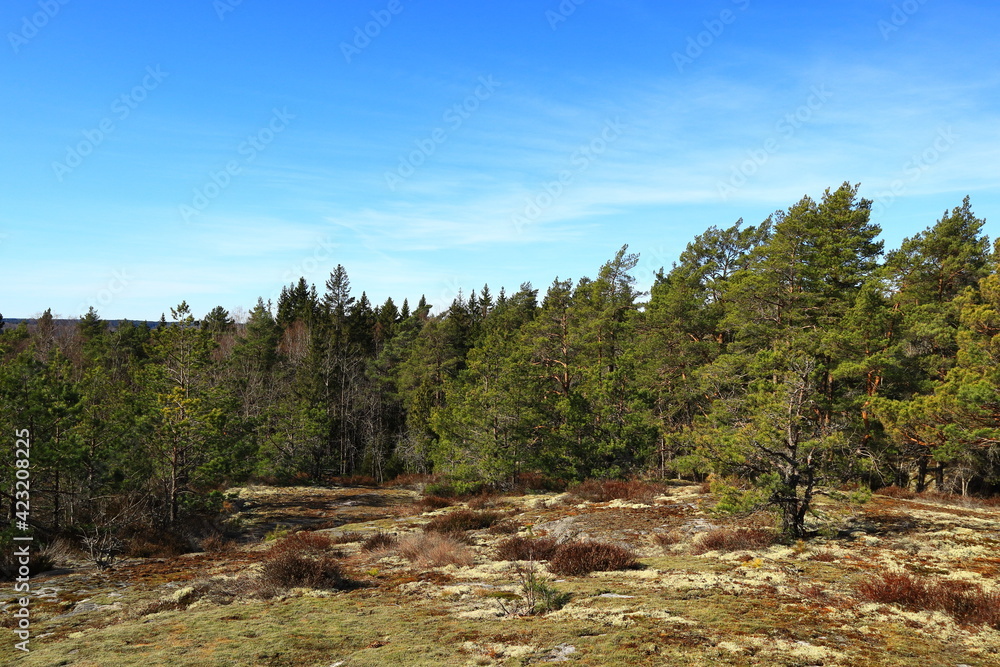 A common Scandinavian forest during the spring or summer. Mostly pine and fir trees. Blue sky and sunny outside. Nice weather and climate this day. Stockholm, Sweden, Scandinavia, Europe. A common Scandinavian forest during the spring or summer. Mostly pine and fir trees. Blue sky and sunny outside. Nice weather and climate this day. Stockholm, Sweden, Scandinavia, Europe.