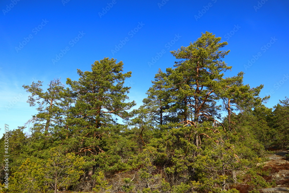A common Scandinavian forest during the spring or summer. Mostly pine and fir trees. Blue sky and sunny outside. Nice weather and climate this day. Stockholm, Sweden, Scandinavia, Europe. A common Scandinavian forest during the spring or summer. Mostly pine and fir trees. Blue sky and sunny outside. Nice weather and climate this day. Stockholm, Sweden, Scandinavia, Europe.