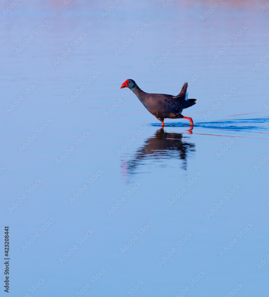 Western swamphen (Porphyrio porphyrio), L'Alfacada Lake, The Ebre Delta Natural Park, Terres de l'Ebre, Tarragona, Catalonia, Spain Western swamphen (Porphyrio porphyrio), L'Alfacada Lake, The Ebre Delta Natural Park, Terres de l'Ebre, Tarragona, Catalonia, Spain