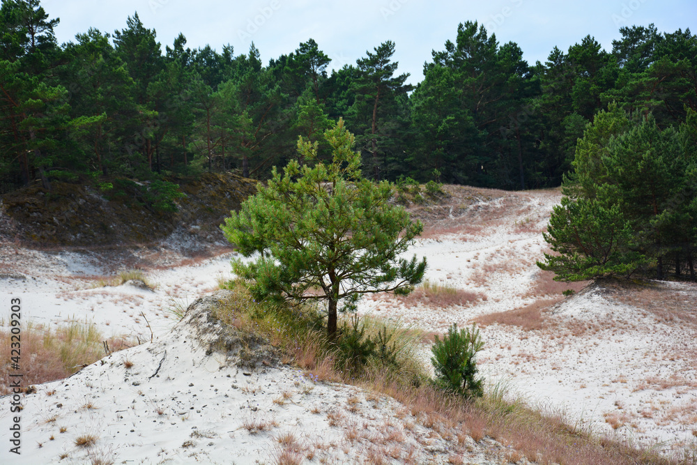 Fototapeta premium Lontzkedüne Leba in Polen Wanderdüne Wydmy Stilo