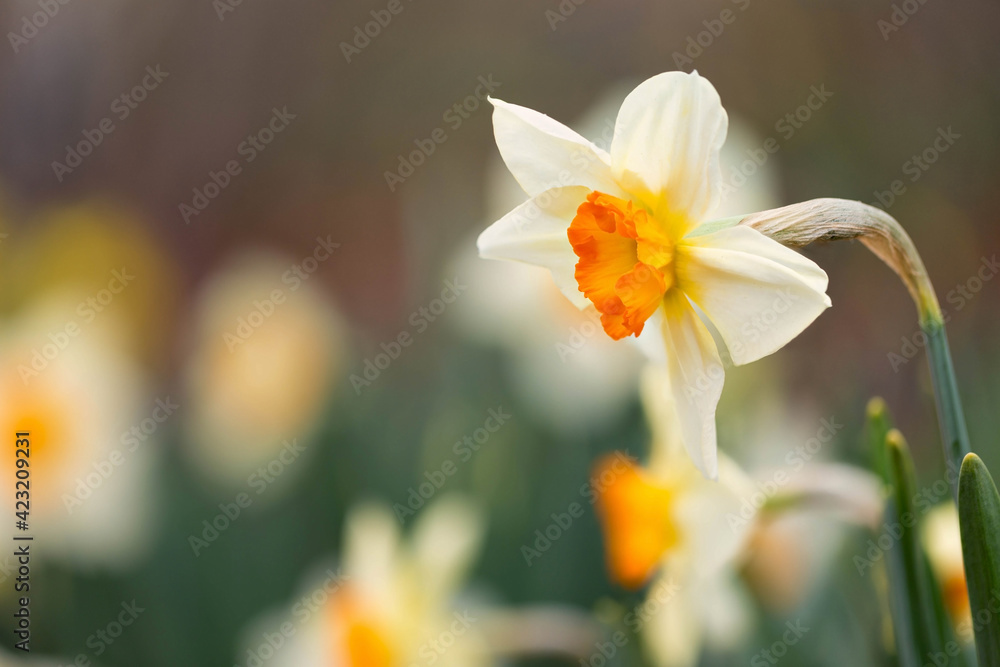 Osterglocken (Narzissen) im Frühling Osterglocken (Narzissen) im Frühling