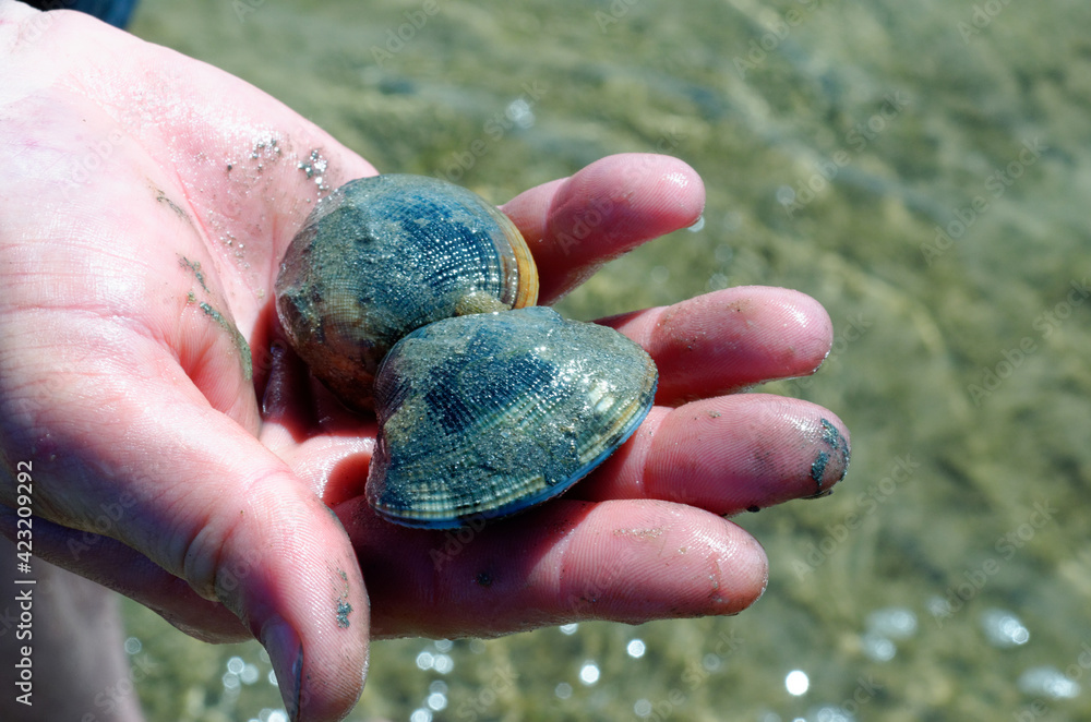 hand holding two grooved carpet shell, or Palourde clam, latin name ...
