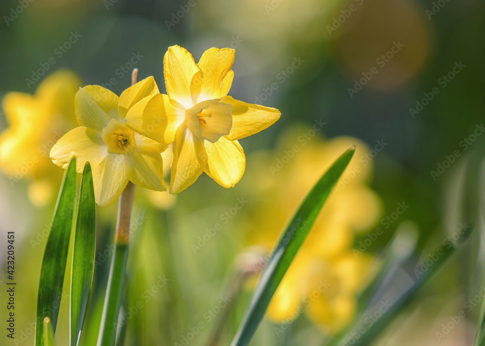 Fototapeta premium Osterglocken (Narzissen) im Frühling