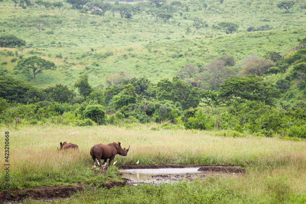 White Rhino at a watering hole in the green terrain of South Africa