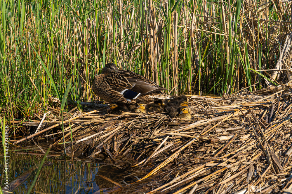 Low level water view of Female Mallard with two week old chicks ducklings on riverbank reedbed Low level water view of Female Mallard with two week old chicks ducklings on riverbank reedbed