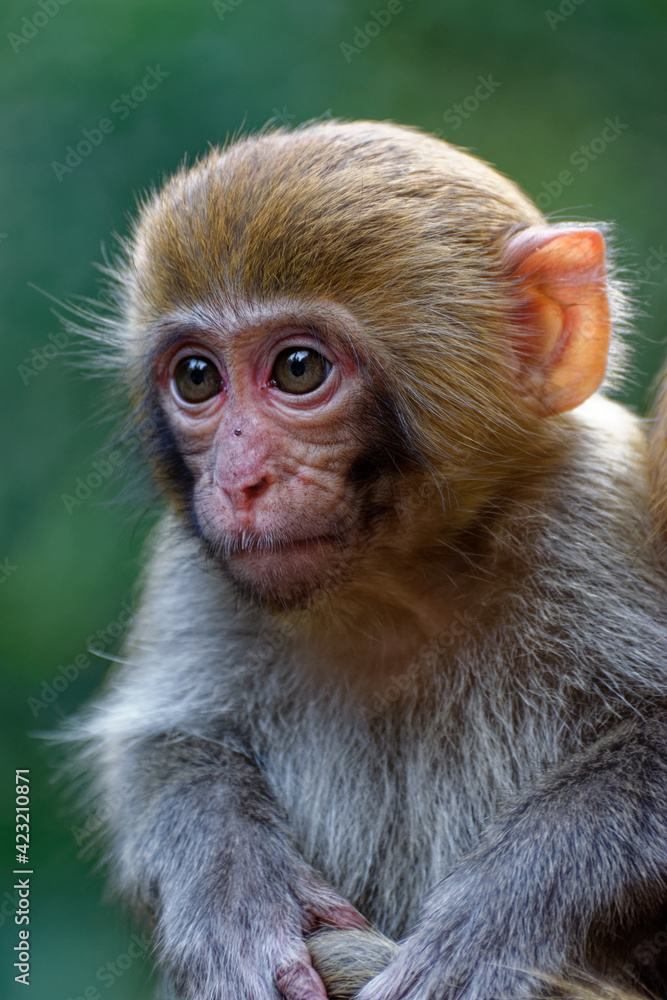 Small Chinese monkey in the mountains of Zhangjiajie National Park. Wild macaque. Small Chinese monkey in the mountains of Zhangjiajie National Park. Wild macaque.