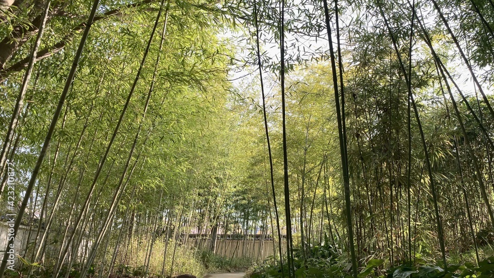 Fototapeta premium 好古園 竹の庭 姫路城 日本庭園 姫路 兵庫県