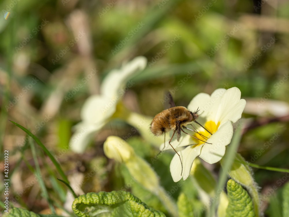 Bee Fly on a Common Primrose in Spring Bee Fly on a Common Primrose in Spring