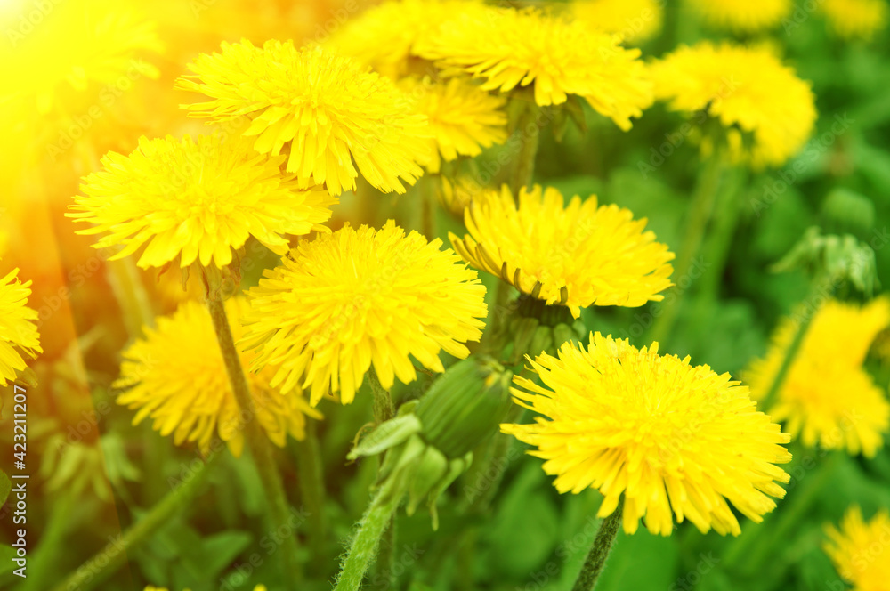 Naklejka premium Spring dandelion flowers as background 