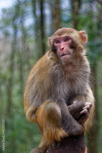 Small Chinese monkey in the mountains of Zhangjiajie National Park. Wild macaque. © KingQoala