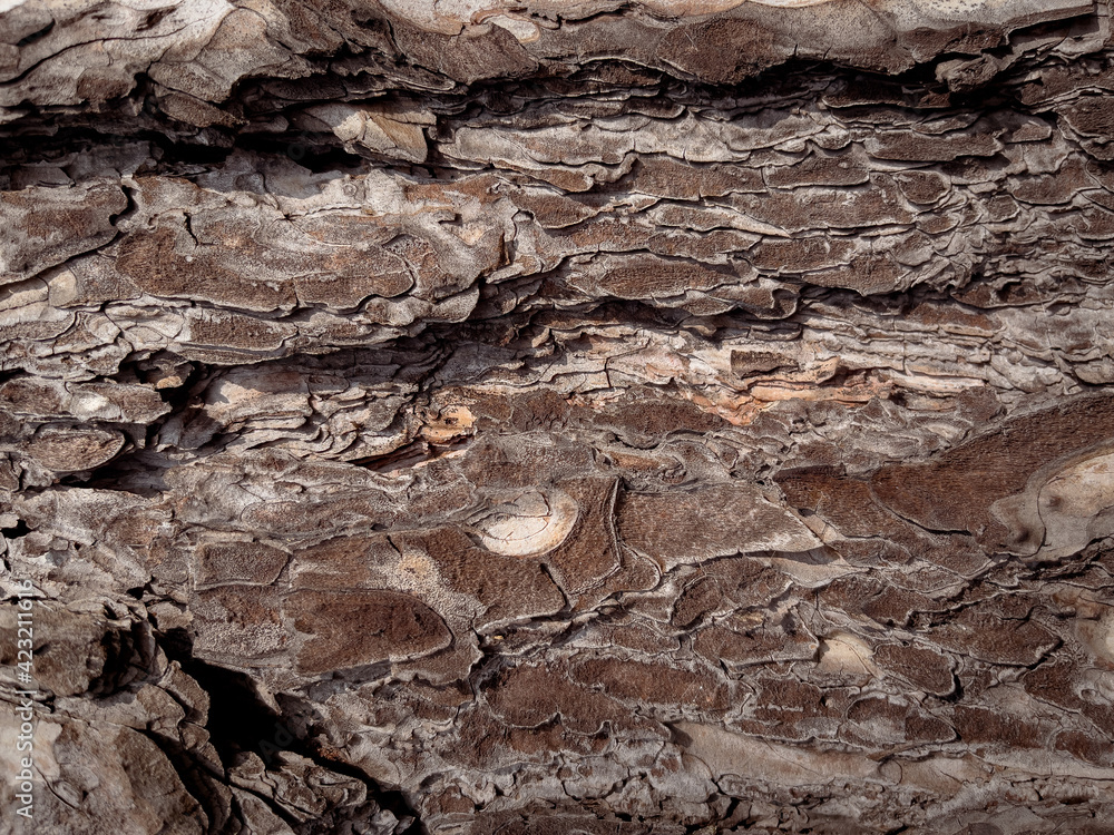 Embossed texture of the bark of tree. Pattern of natural tree bark background. Embossed texture of the bark of tree. Pattern of natural tree bark background.