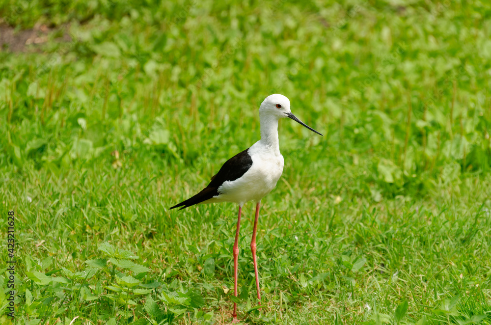Obraz premium Black-winged stilt ( latin name : Himantopus himantopus ). small white and black bird with long red legs that lives near water and feeds on small insects and mollusks