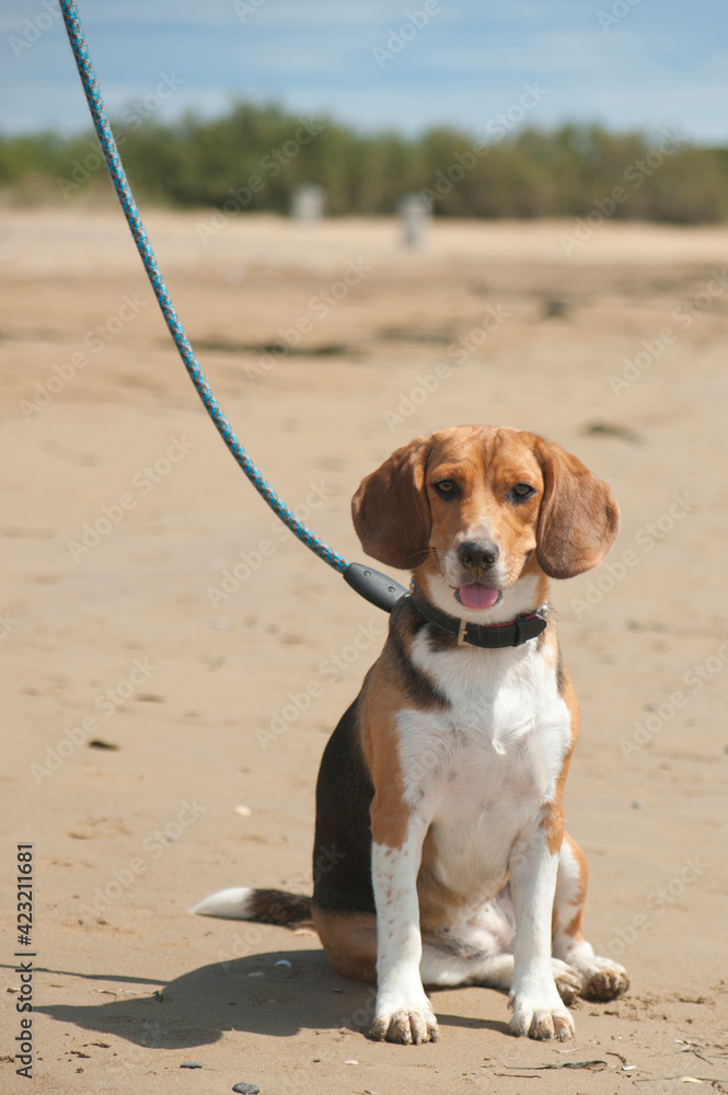 beagle puppy sitting on sand