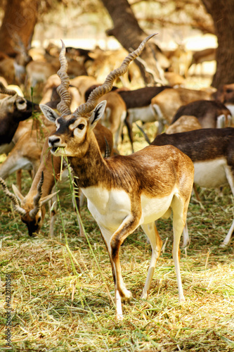 Black antelope