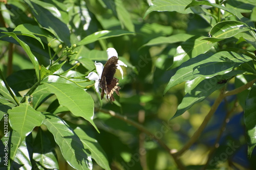 butterfly on a tree