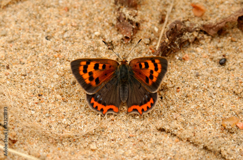 Lycaena phlaeas  the small copper  American copper  or common copper  orange and black common butterfly in europe on sand background