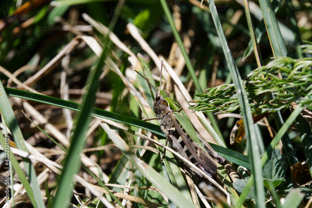 small green and brown locust in the grass of the Pyrenees