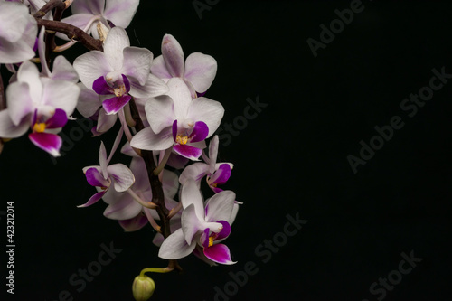 Racimo de orquídea 