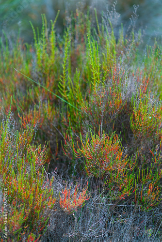 Common glasswort - Salicornia (Salicornia europaea) The Ebre Delta, The Ebre Delta Natural Park, Terres de l'Ebre, Tarragona, Catalonia, Spain