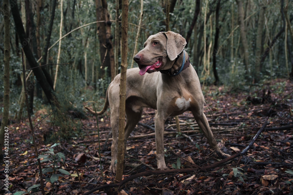 Weimaraner breed dog in the forest