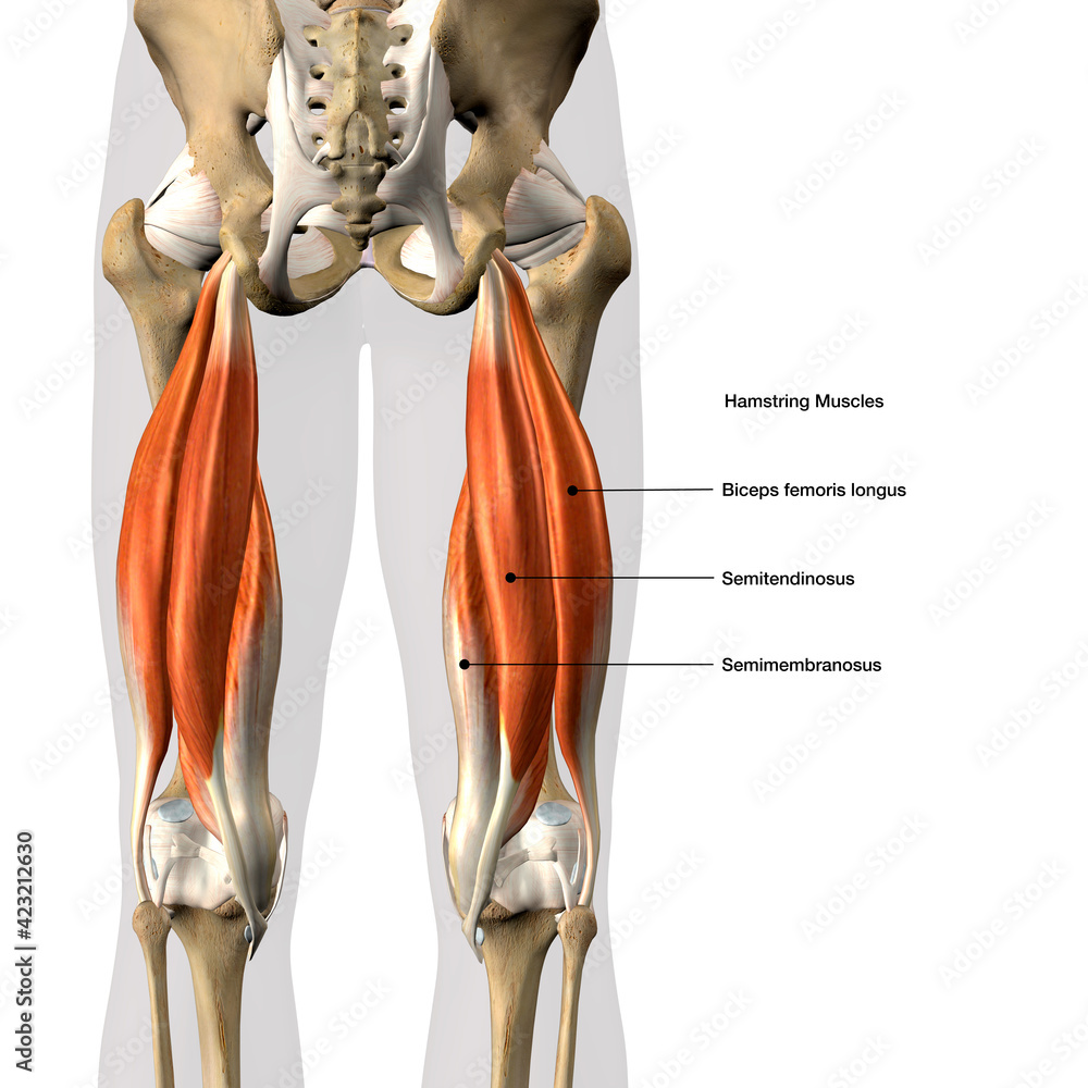 Hamstring Muscles Labeled Male Posterior On White Background 3D Hamstring Muscles Labeled Male Posterior On White Background 3D
