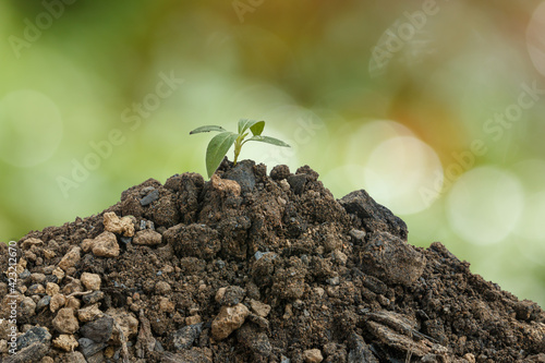 The planting  seedling are growing from the rich soil in morning  on bokeh background, ecology concept.