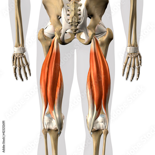 Hamstring Muscles Male Posterior on White Background, 3D Rendering