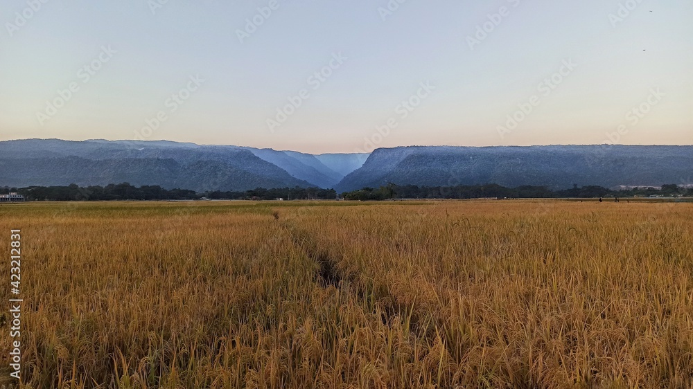 field of wheat