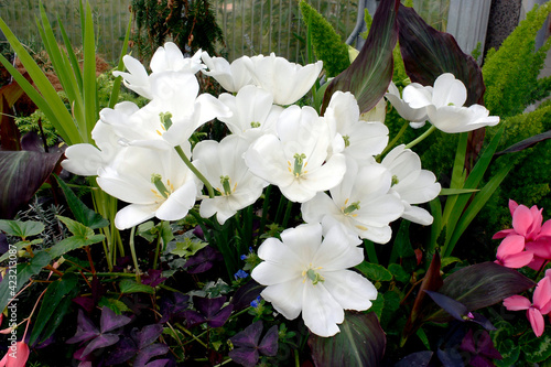  Botanic Gardens of Canada white amaryllis flower