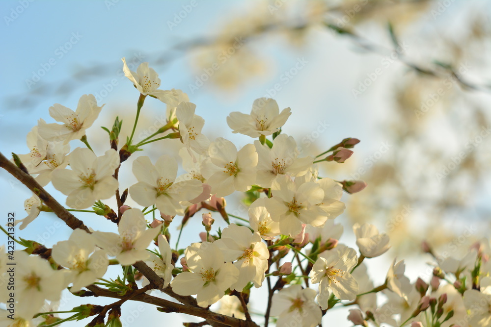 Cherry blossom