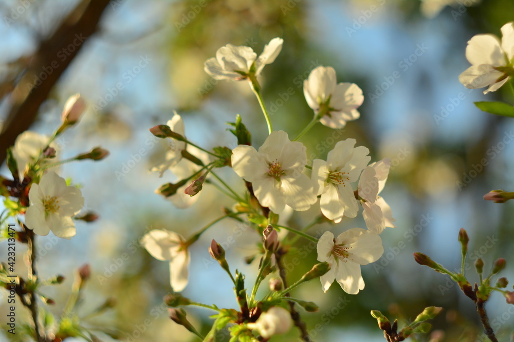 Cherry blossom