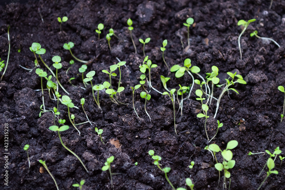 close-up - small growing weak seedlings of flowers in bio-soil close-up - small growing weak seedlings of flowers in bio-soil