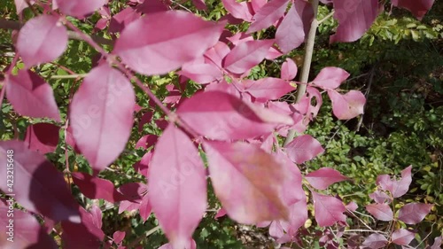 Leaves of smoketree spurge or euphorbia cotinifolia photo