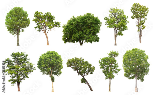 Collection of tree side view isolated on white background  for landscape and architecture layout drawing, elements for environment and garden © Chanya_B