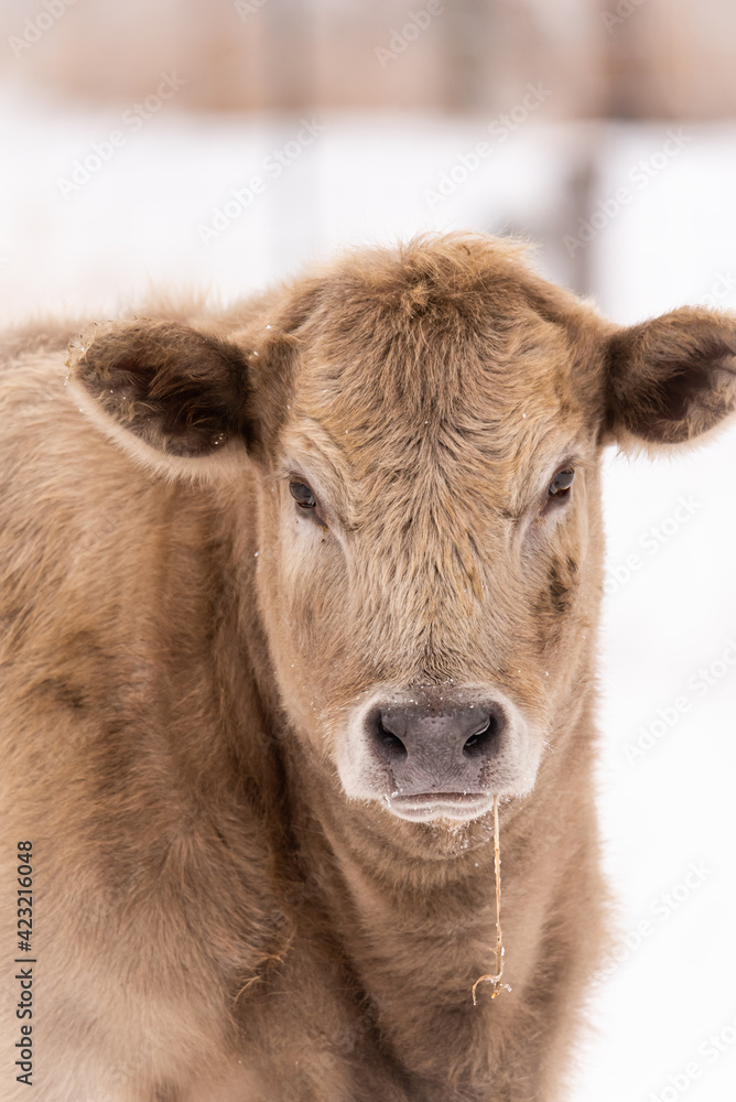 cow in winter scene. She has thick fuzzy coat in a snowy pasture on farm