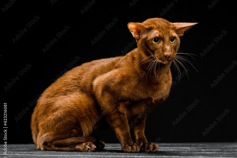 Oriental cat, short-haired pet on a dark background