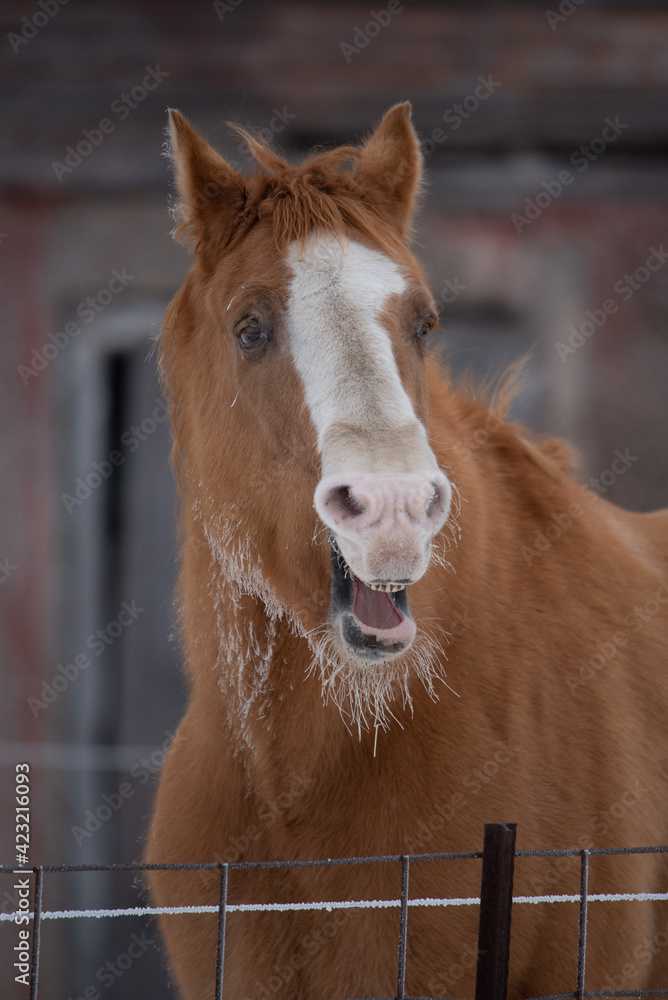 Fototapeta premium one yawning horse with frosty beard in snowy winter scene in front of vintage barn