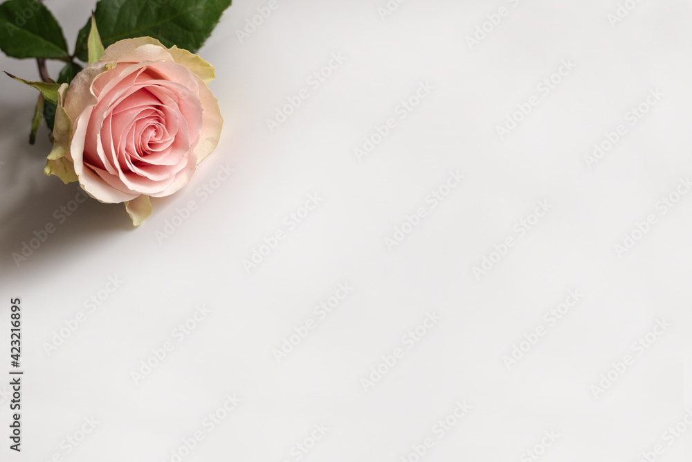 Beautiful pink rose flowers on a white background. Space for text Beautiful pink rose flowers on a white background. Space for text