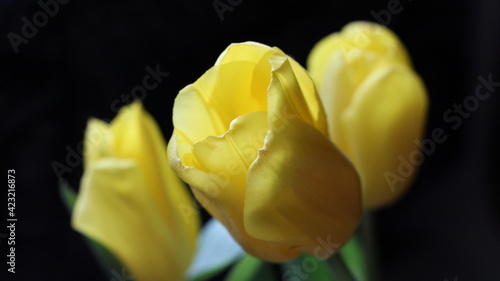 large yellow tulip in a blurred environment of other similar flowers on a dark background  floral spring background with contrasting colors  bright spring bouquet on a black backdrop
