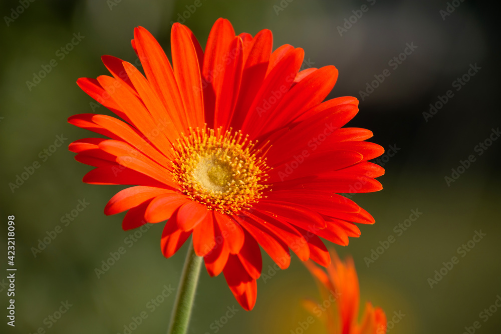 Floral garden with morning sunlight and orange blooming daisy flowers Floral garden with morning sunlight and orange blooming daisy flowers