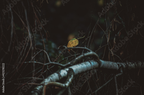 Yellow tree leaves. Beautiful maple leaves in autumn. foreground and blurry background, No people, close up, copy space, macro shot