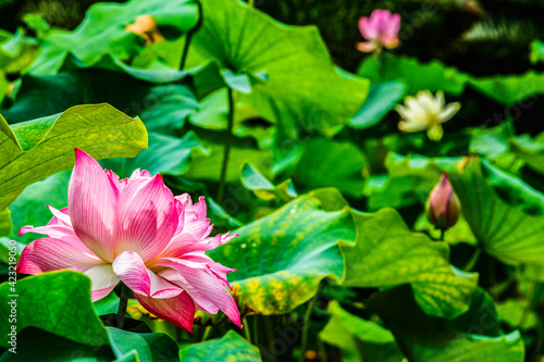 Pink lotus flower in summer