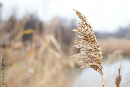 Abstract natural background of soft plants Cortaderia selloana, pampas grass moving in the wind. Bright and clear scene of plants similar to feather dusters.