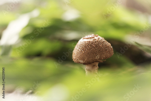 Wild mushrooms with green foreground and background blur are gorgeous due to the movement of the grass by the wind.