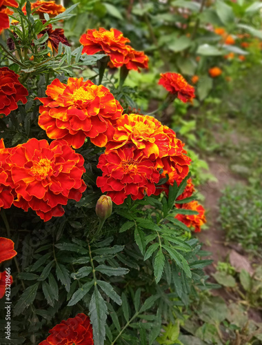 red and yellow flowers