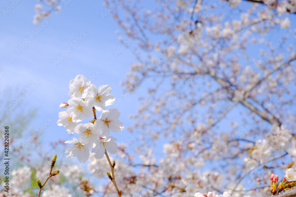 桜の花 Cherry Blossoms