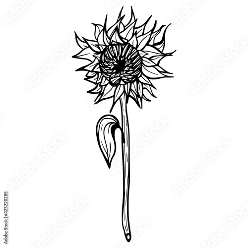 Sunflower flower. Black and white illustration of a sunflower. Linear art. Hand-drawn decorative blooming sunflower element in vector