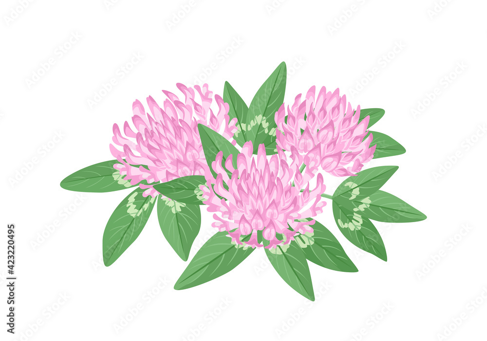 Clover bouquet isolated on white. Wildflowers. Vector illustration of medical herbs in cartoon flat style.
